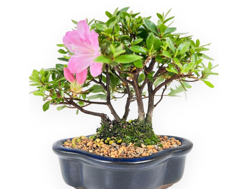 Azalee Bonsai 14 cm | Wolkenvase aus Steingut