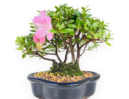 Azalee Bonsai 14 cm | Wolkenvase aus Steingut