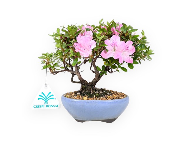 Bonsaï d'azalée 15 cm | pot ovale en grès