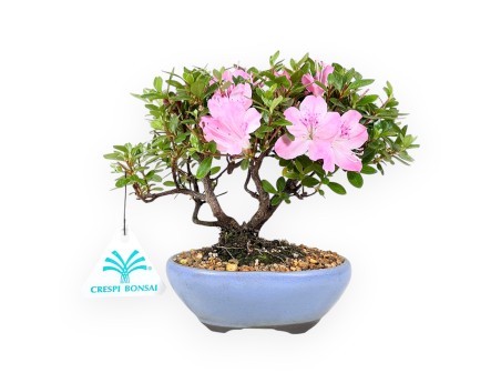 Bonsai di Azalea da 15 cm | Vaso ovale in grès