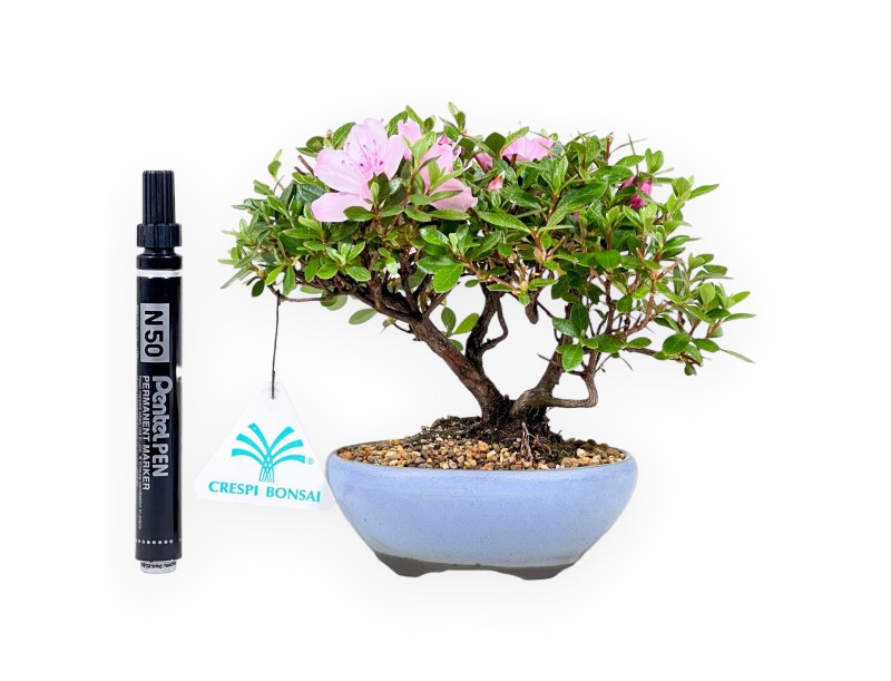 Bonsai di Azalea da 15 cm | Vaso ovale in grès