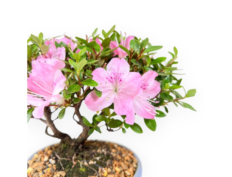 Bonsai di Azalea da 15 cm | Vaso ovale in grès