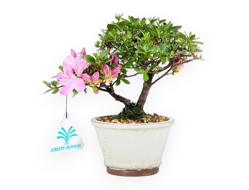 Bonsai di Azalea da 17 cm | Vaso tondo in grès