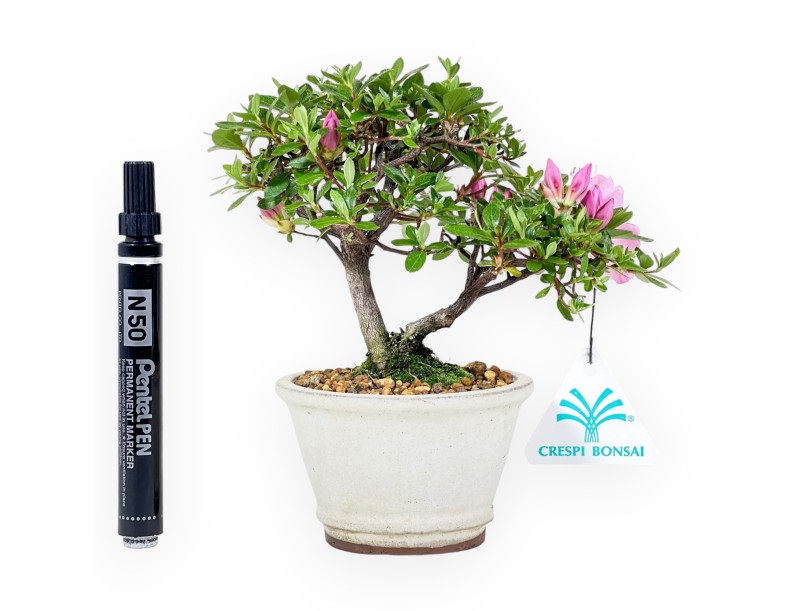 Bonsai di Azalea da 17 cm | Vaso tondo in grès