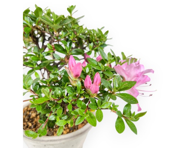 Azalea bonsai 17 cm | Pot rond en grès 2