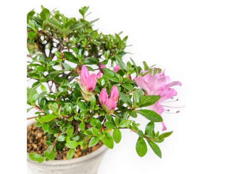 Bonsai di Azalea da 17 cm | Vaso tondo in grès