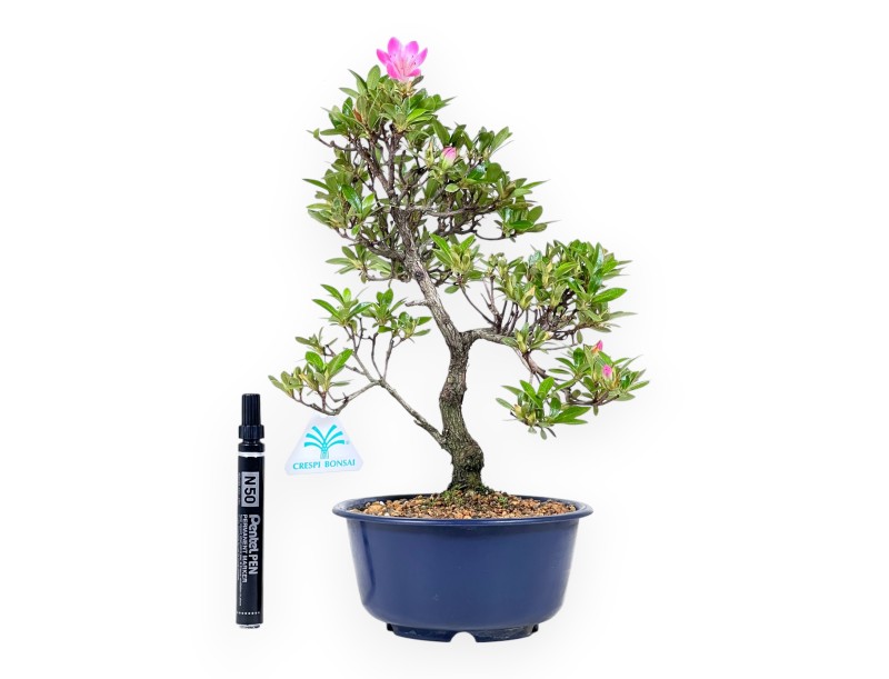 Bonsai di Azalea da 33 cm | Vaso tondo in plastica