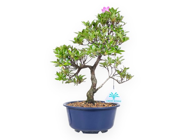 Azalea bonsai 33 cm | Pot rond en plastique