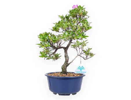 Bonsai di Azalea da 33 cm | Vaso tondo in plastica