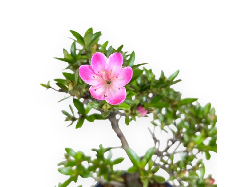 Azalee Bonsai 33 cm | Runder Kunststofftopf