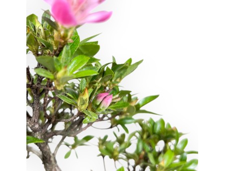 Azalee Bonsai 33 cm | Runder Kunststofftopf