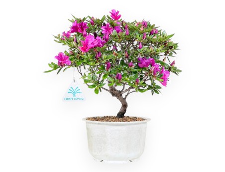Azalea Hoshi-no-kagayaki 30 cm | Bonsaï - Pot rond en plastique