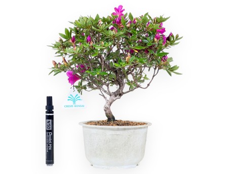 Bonsai di Azalea Hoshi-no-kagayaki da 30 cm | Vaso tondo in plastica