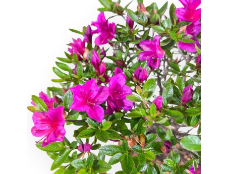 Bonsai di Azalea Hoshi-no-kagayaki da 30 cm | Vaso tondo in plastica