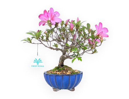 Azalea bonsai 25 cm | Pot rond en grès