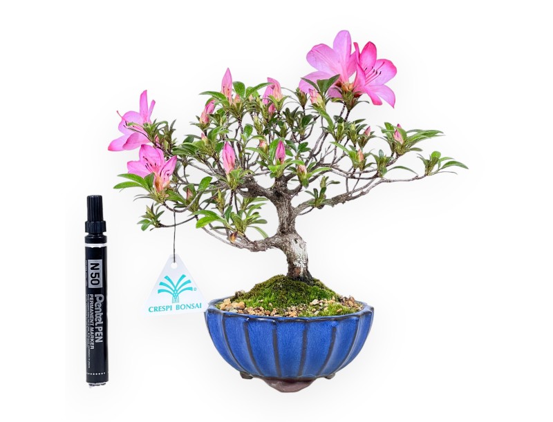 Azalea bonsai 25 cm | Pot rond en grès
