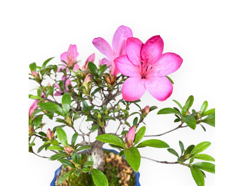 Azalea bonsai 25 cm | Stoneware round pot