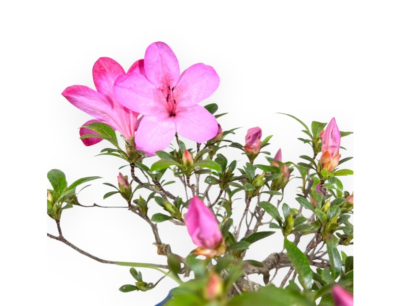 Azalea bonsai 25 cm | Pot rond en grès