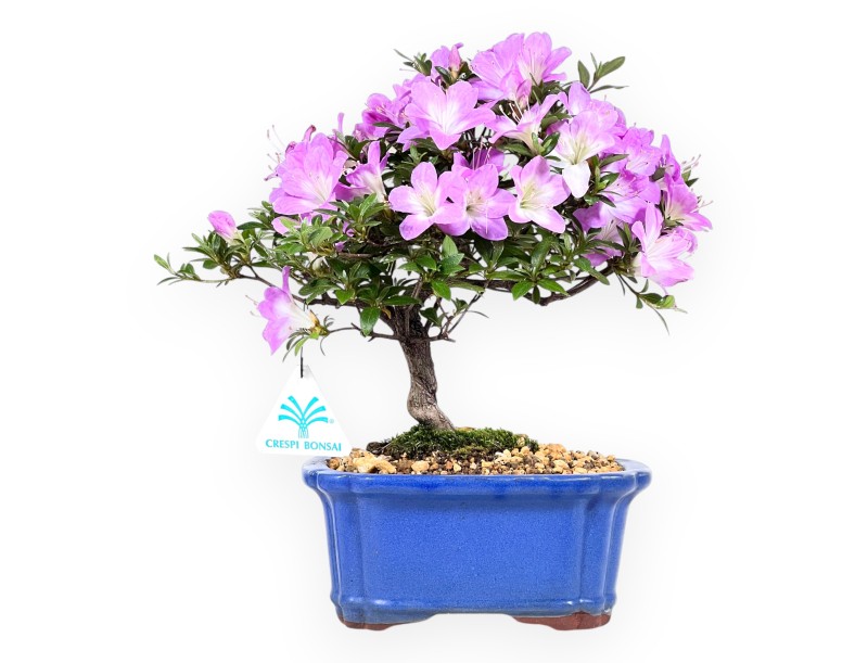Bonsai di Azalea da 27 cm | Vaso rettangolare blu