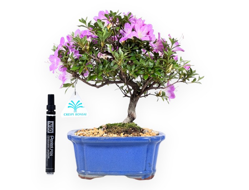 Azalea bonsai 27 cm | Pot rectangulaire bleu