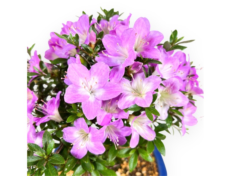 Azalea bonsai 27 cm | Pot rectangulaire bleu