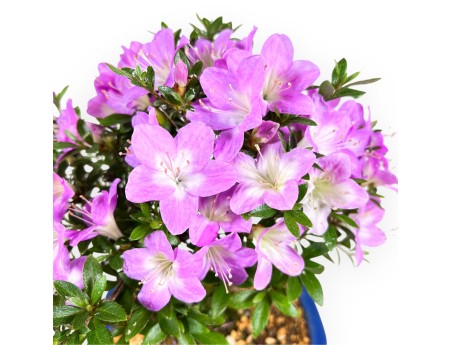 Bonsai di Azalea da 27 cm | Vaso rettangolare blu