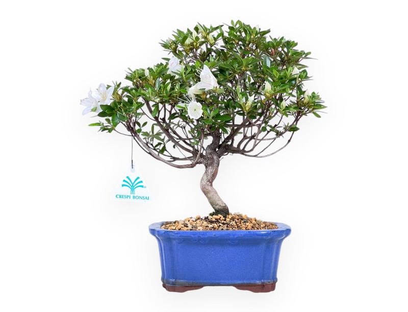 Azalea bonsai 31 cm | Pot rectangulaire bleu
