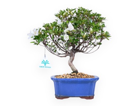 Azalea bonsai 31 cm | Pot rectangulaire bleu
