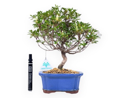 Azalea bonsai 31 cm | Pot rectangulaire bleu