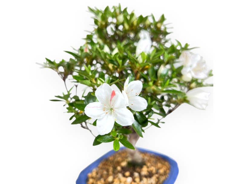 Azalea bonsai 31 cm | Pot rectangulaire bleu