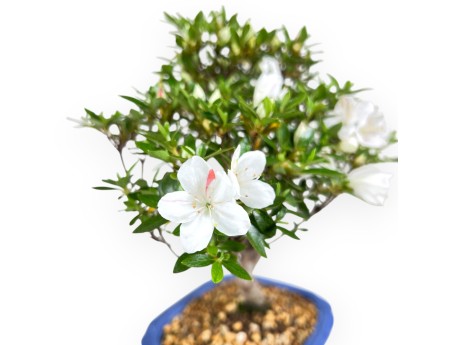 Azalea bonsai 31 cm | Pot rectangulaire bleu