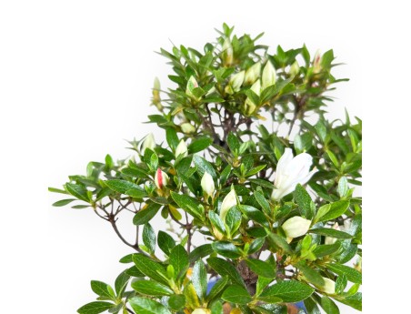 Azalea bonsai 31 cm | Pot rectangulaire bleu