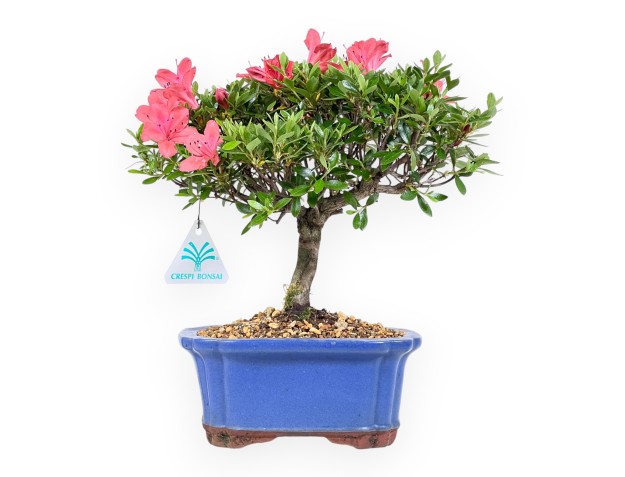Bonsai di Azalea da 28 cm | Vaso rettangolare blu