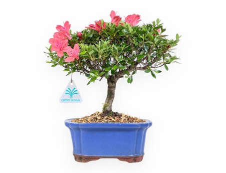 Bonsaï azalée 28 cm | Pot rectangulaire bleu
