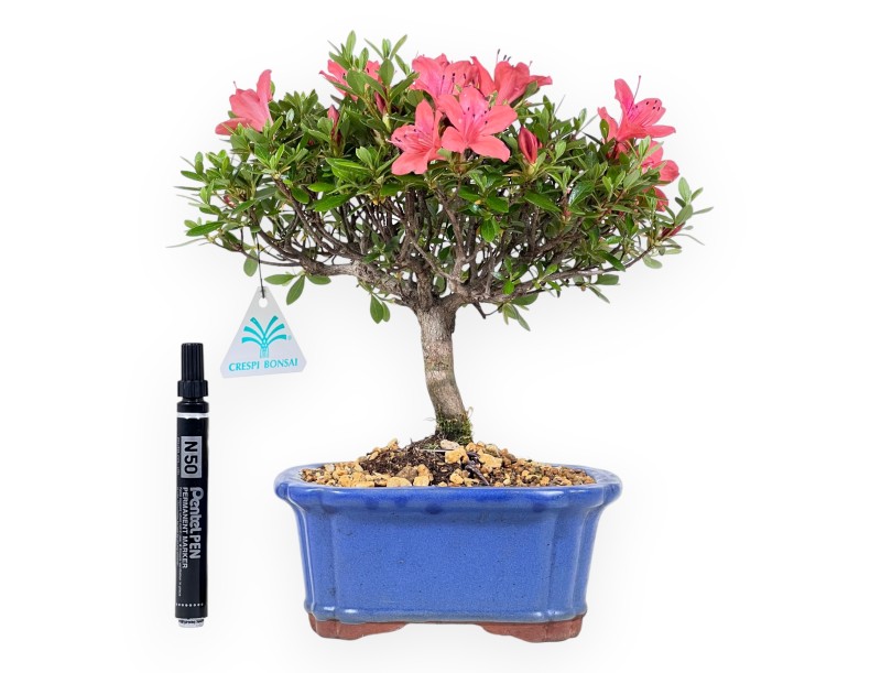 Bonsaï azalée 28 cm | Pot rectangulaire bleu