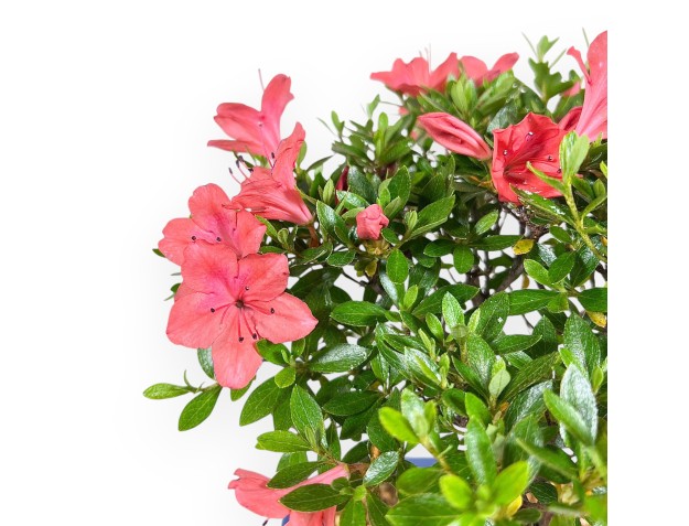 Bonsai di Azalea da 28 cm | Vaso rettangolare blu 2
