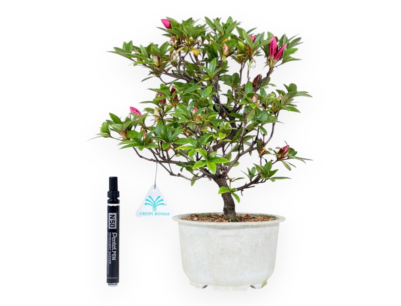Azalea bonsai de 34 cm | pot de culture en plastique