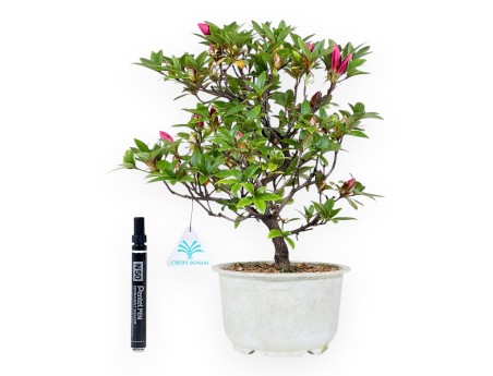 Azalea bonsai de 34 cm | pot de culture en plastique