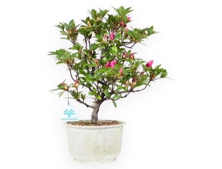 34 cm Azalea bonsai | plastic growing pot