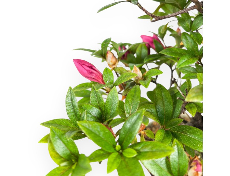 Azalea bonsai de 34 cm | pot de culture en plastique