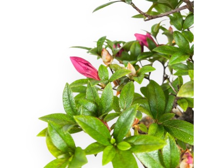 34 cm Azalea bonsai | plastic growing pot