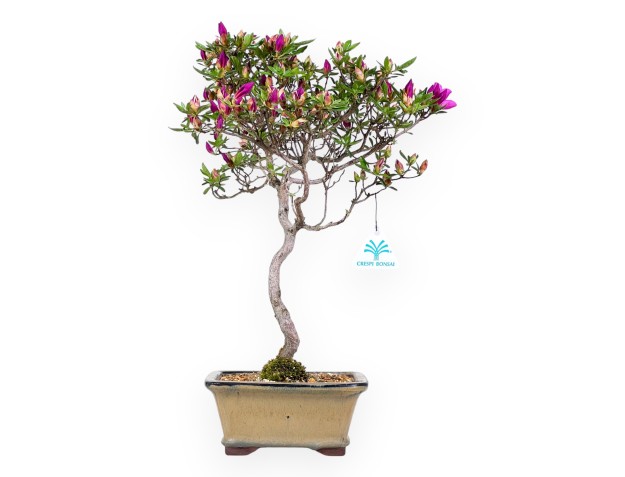 Bonsai di Azalea da 41 cm | Vaso rettangolare verde oliva
