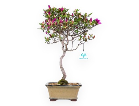 Azalea bonsai 41 cm | Pot rectangulaire vert olive