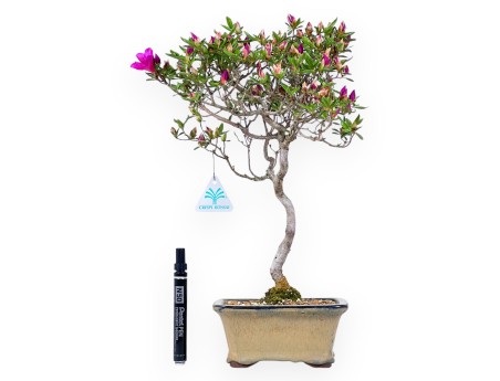 Bonsai di Azalea da 41 cm | Vaso rettangolare verde oliva