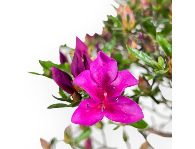 Bonsai di Azalea da 41 cm | Vaso rettangolare verde oliva 2