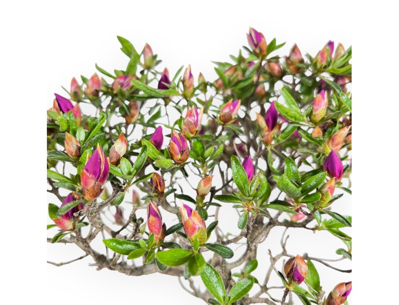 Azalea bonsai 41 cm | Pot rectangulaire vert olive