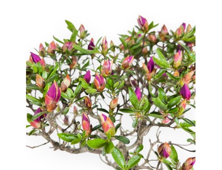 Bonsai di Azalea da 41 cm | Vaso rettangolare verde oliva