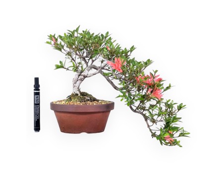 Azalea bonsai 28 cm | Pot de culture en grès