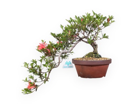 Azalea bonsái 28 cm | Maceta de cultivo de gres