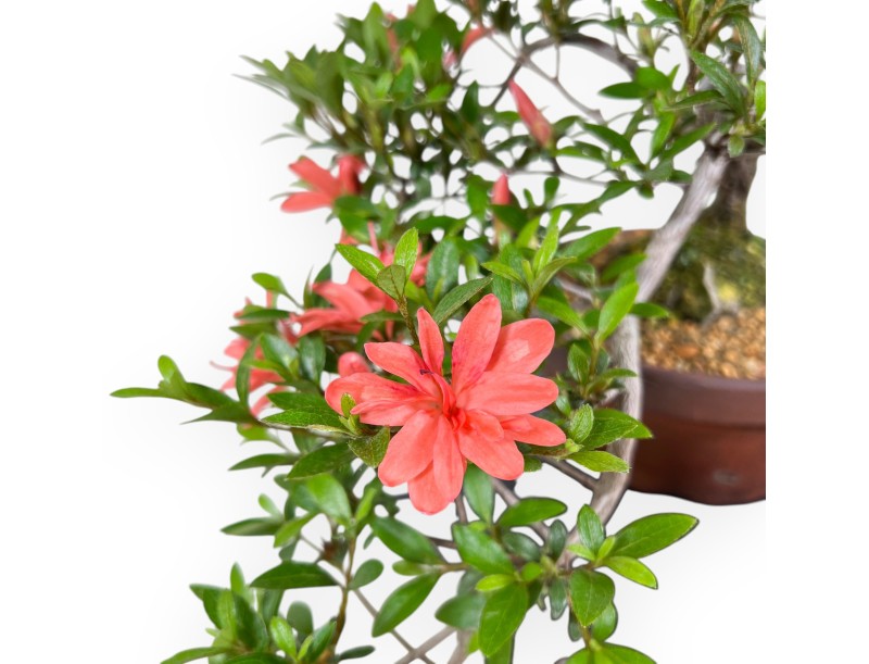 Azalea bonsái 28 cm | Maceta de cultivo de gres